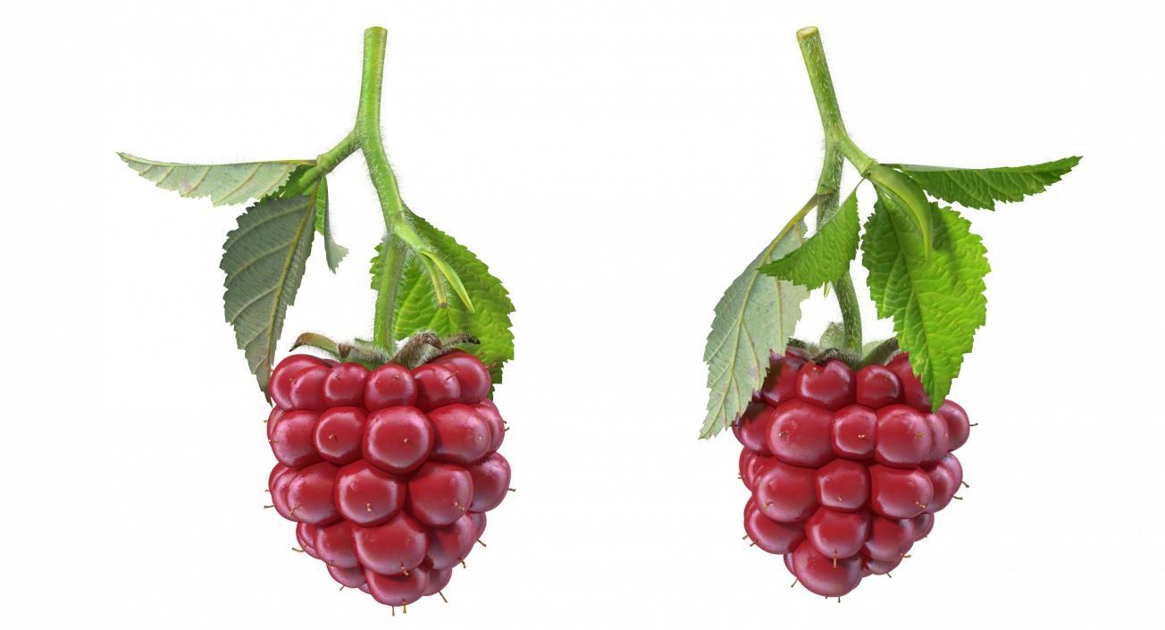 3D Not Ripe Berry Blackberry with Leaves Fur