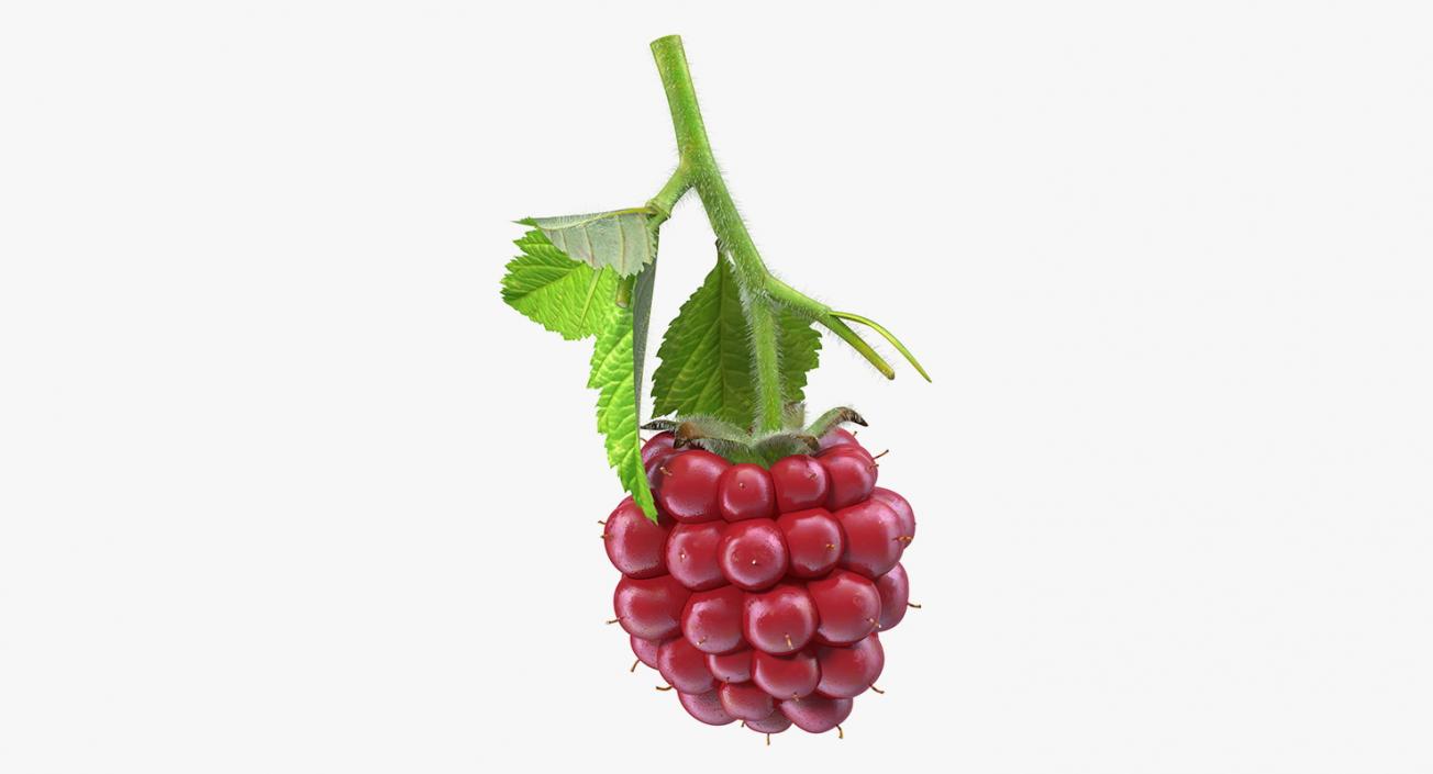 3D Not Ripe Berry Blackberry with Leaves Fur