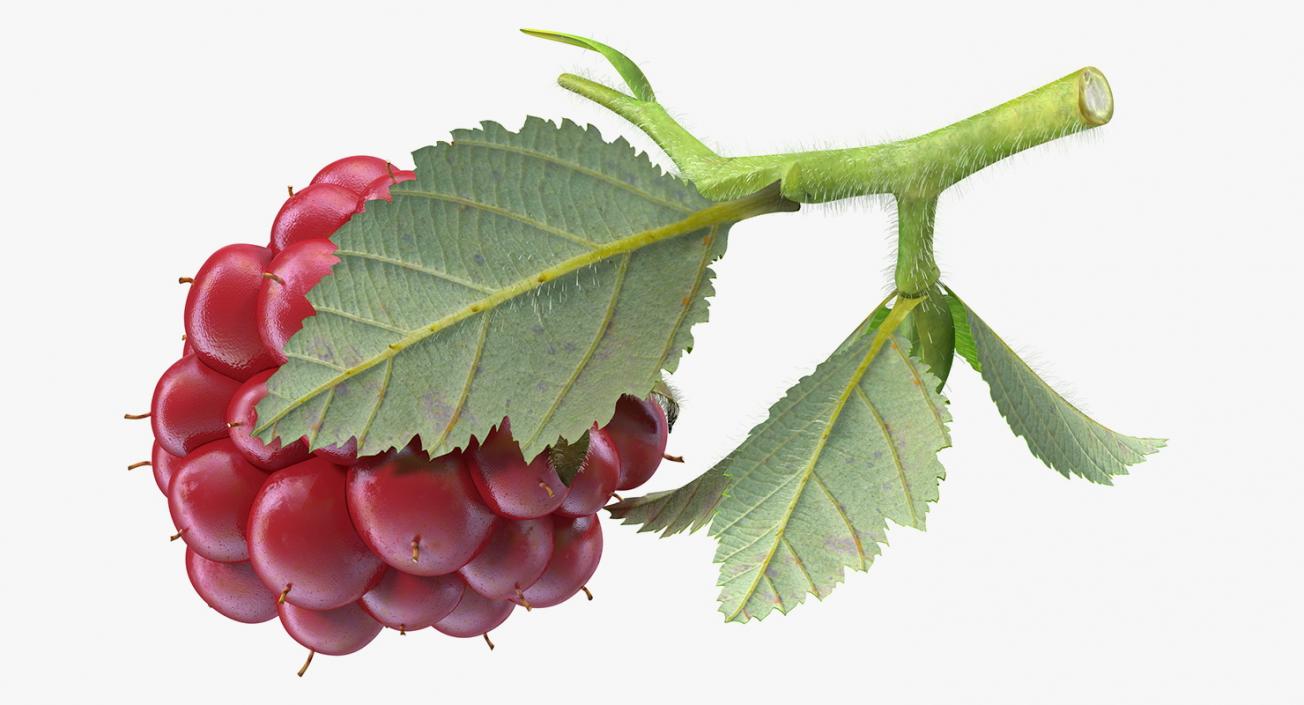 3D Not Ripe Berry Blackberry with Leaves Fur