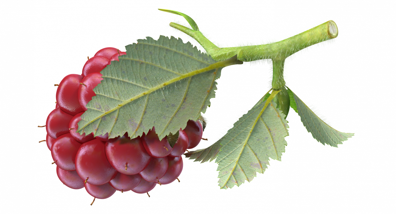 3D Not Ripe Berry Blackberry with Leaves Fur