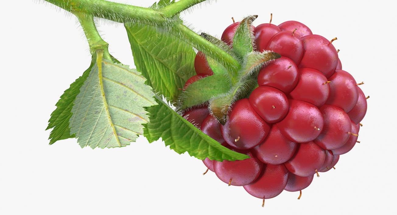 3D Not Ripe Berry Blackberry with Leaves Fur