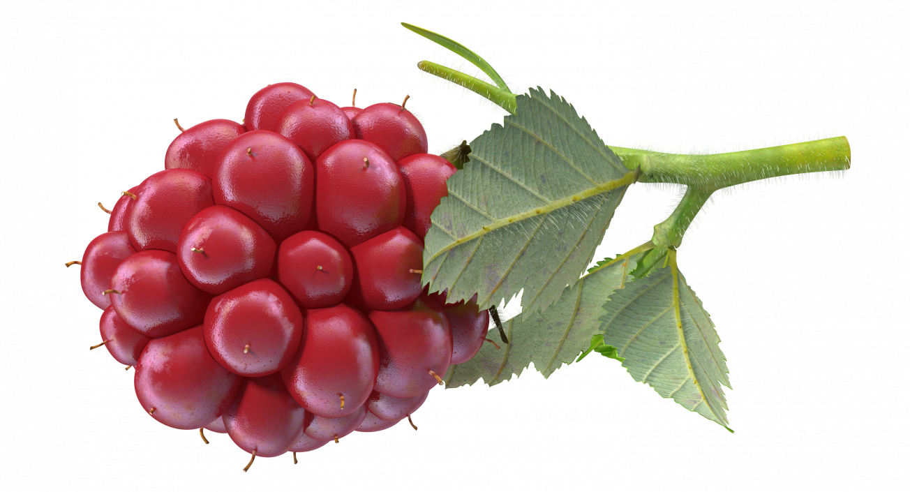 3D Not Ripe Berry Blackberry with Leaves Fur