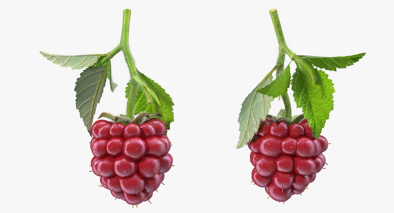 3D Not Ripe Berry Blackberry with Leaves Fur