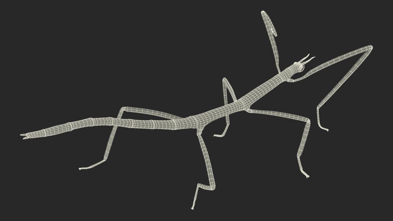 3D Stick Insect Green Walking Pose