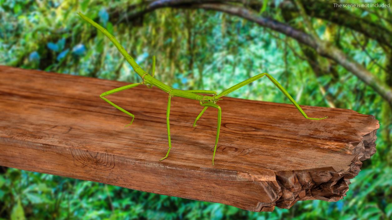 3D Stick Insect Green Walking Pose