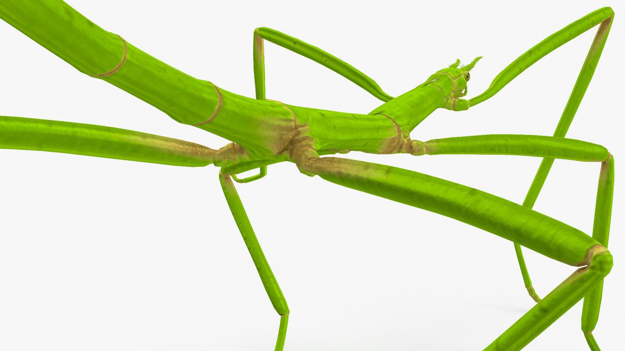 3D Stick Insect Green Walking Pose