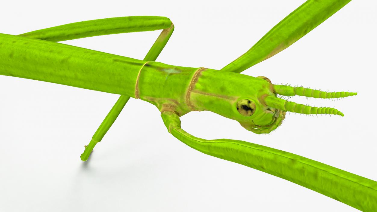 3D Stick Insect Green Walking Pose