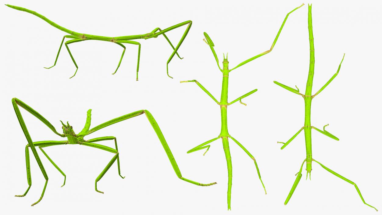 3D Stick Insect Green Walking Pose