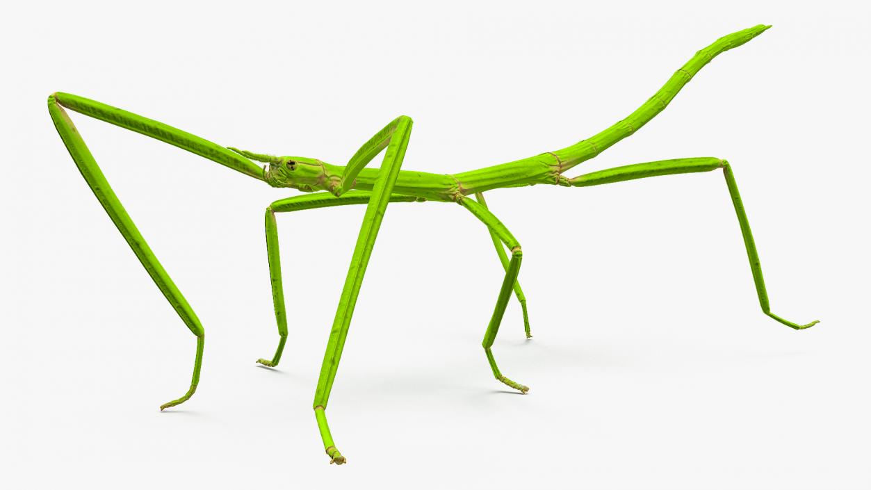 3D Stick Insect Green Walking Pose