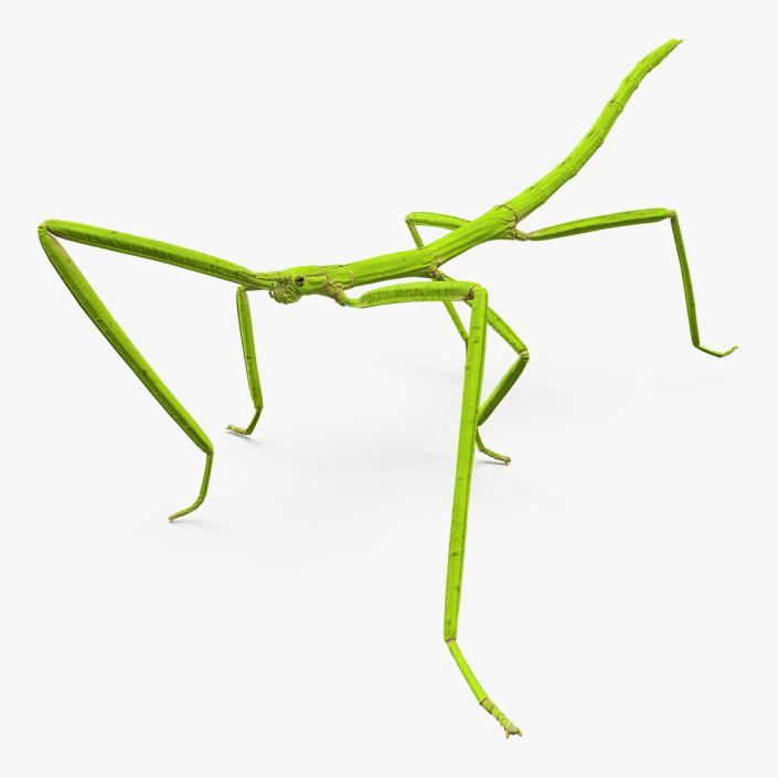 3D Stick Insect Green Walking Pose