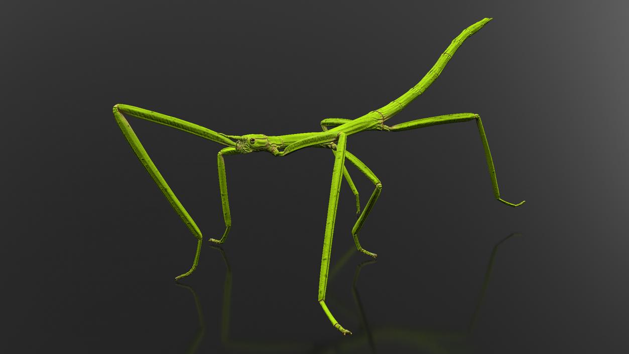 3D Stick Insect Green Walking Pose