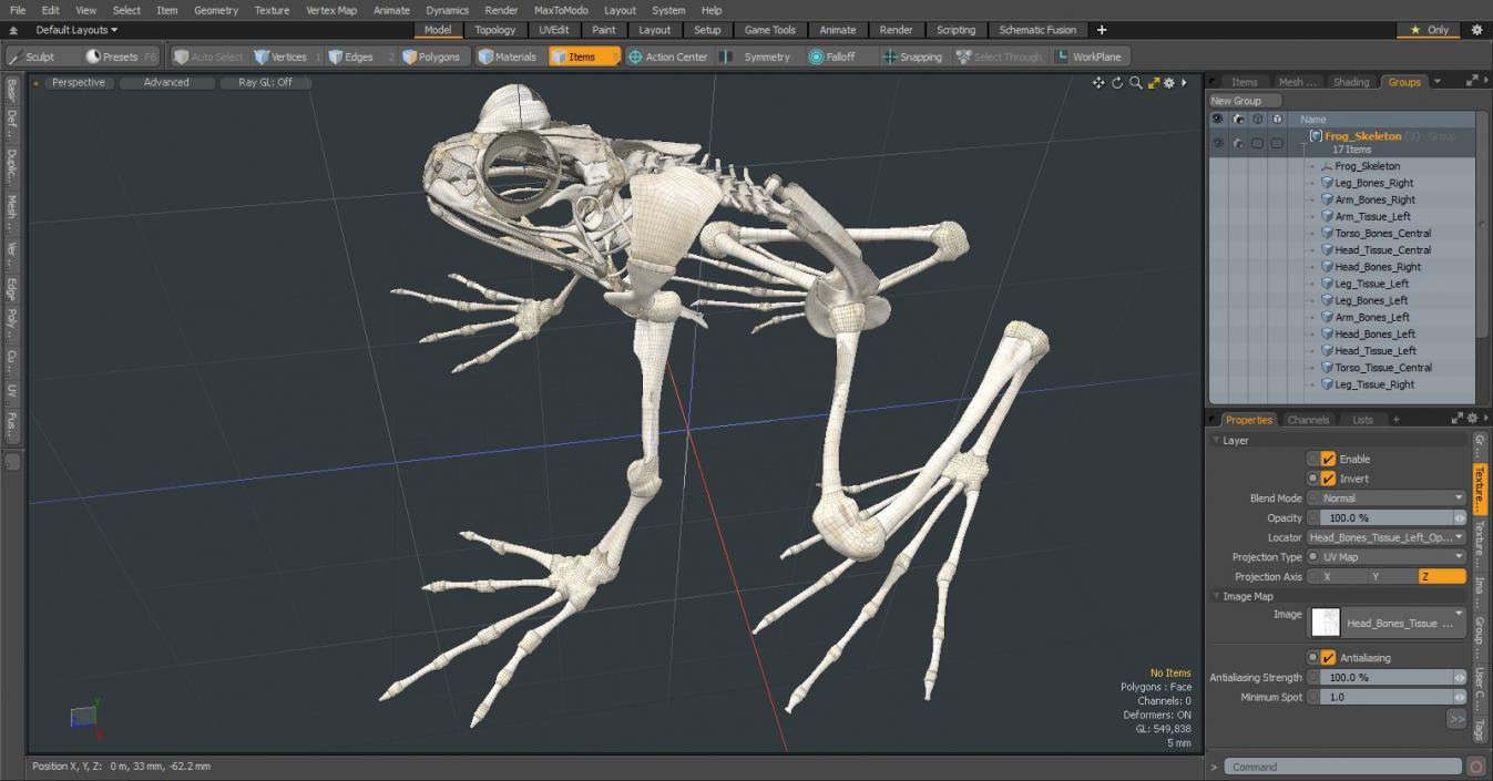 3D Frog Skeleton model