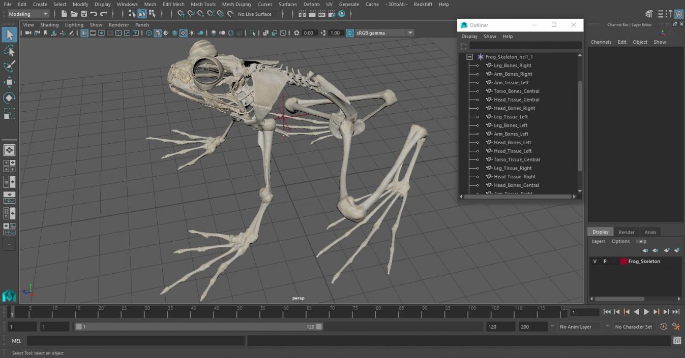 3D Frog Skeleton model