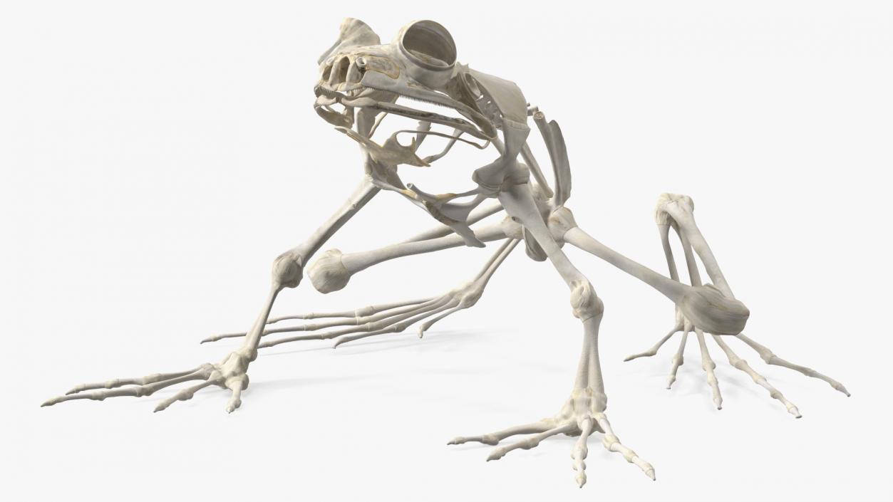 3D Frog Skeleton model