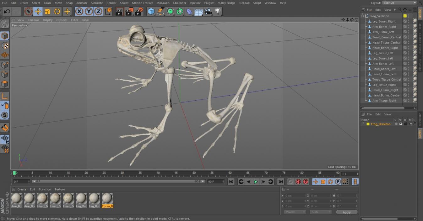 3D Frog Skeleton model