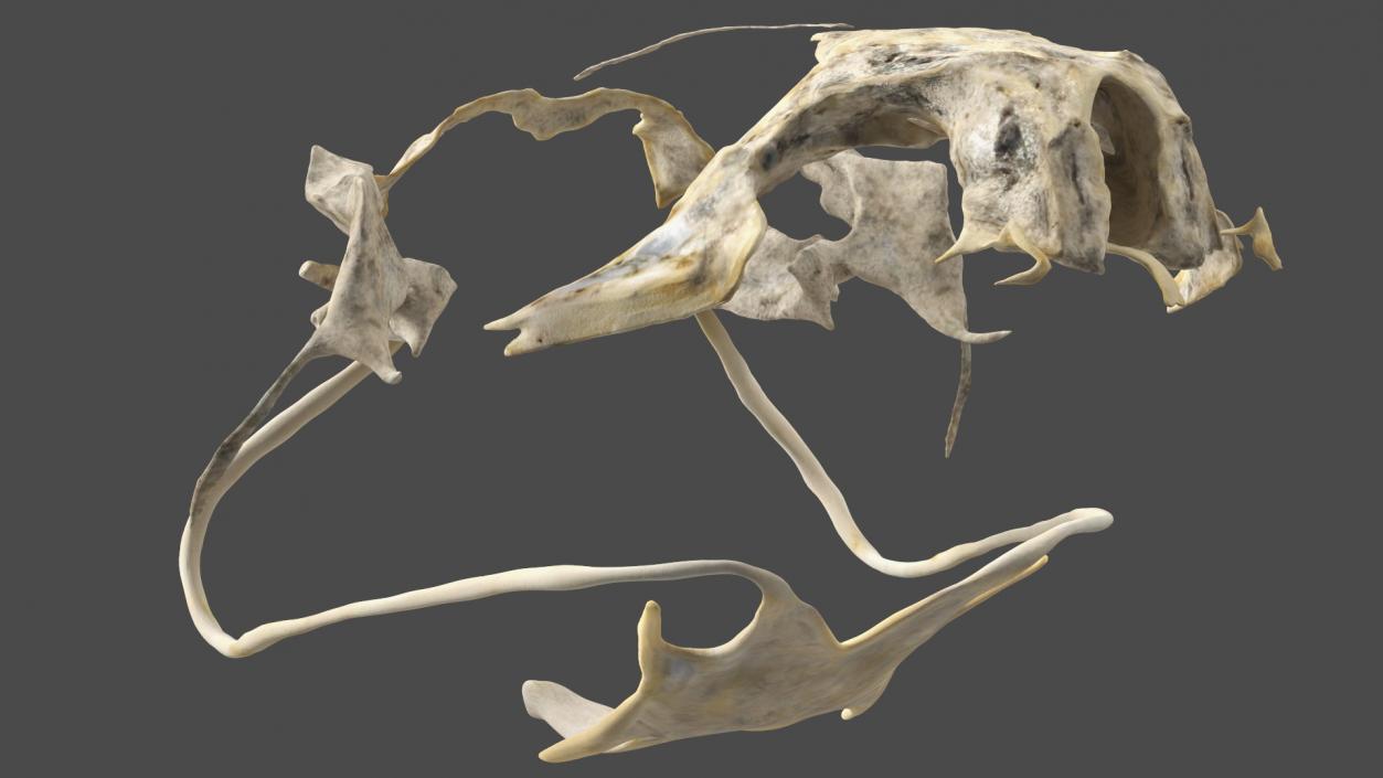 3D Frog Skeleton model