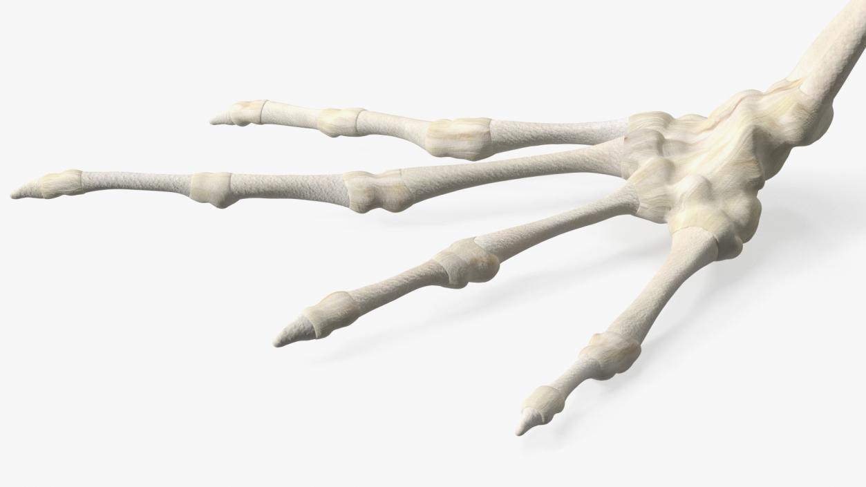 3D Frog Skeleton model