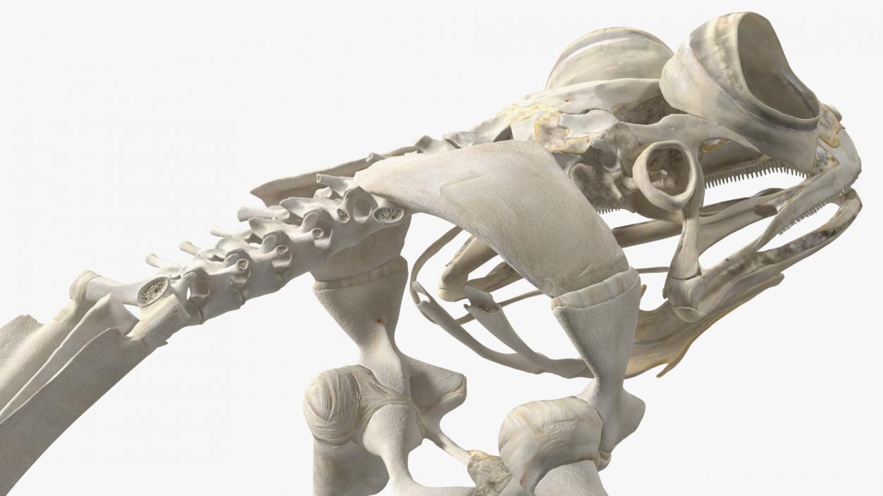 3D Frog Skeleton model