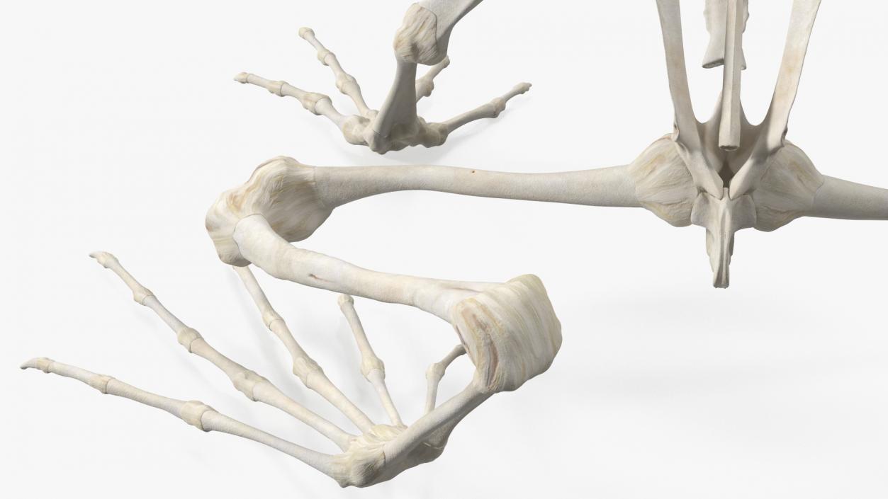 3D Frog Skeleton model