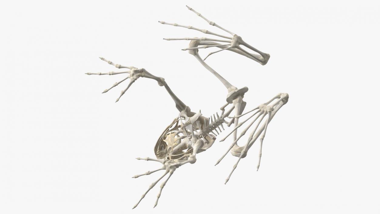 3D Frog Skeleton model