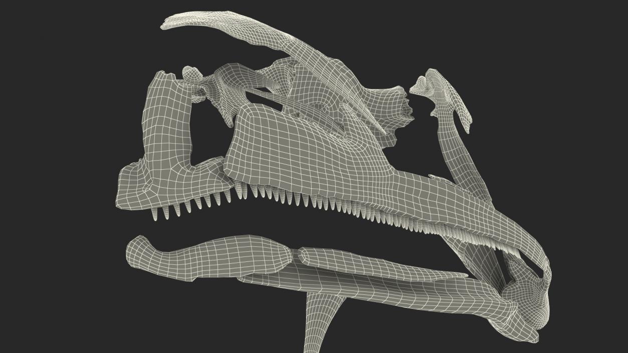 3D Frog Skeleton model