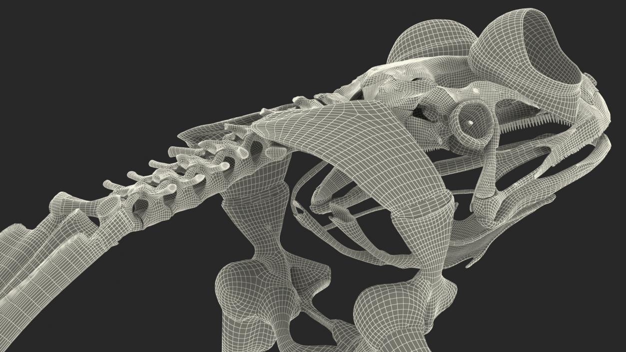 3D Frog Skeleton model