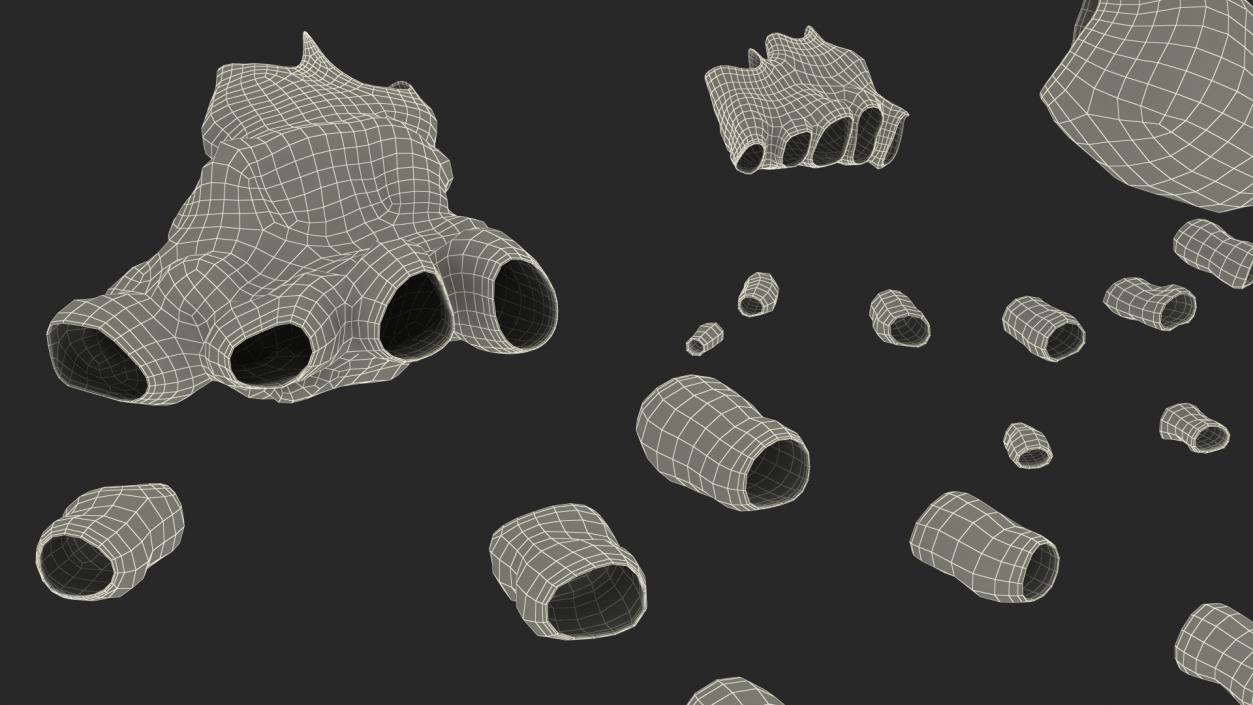 3D Frog Skeleton model