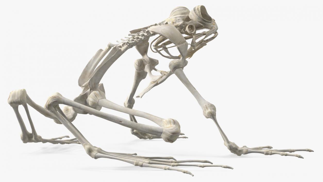 3D Frog Skeleton model