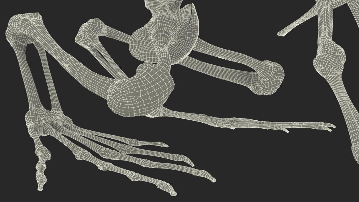 3D Frog Skeleton model