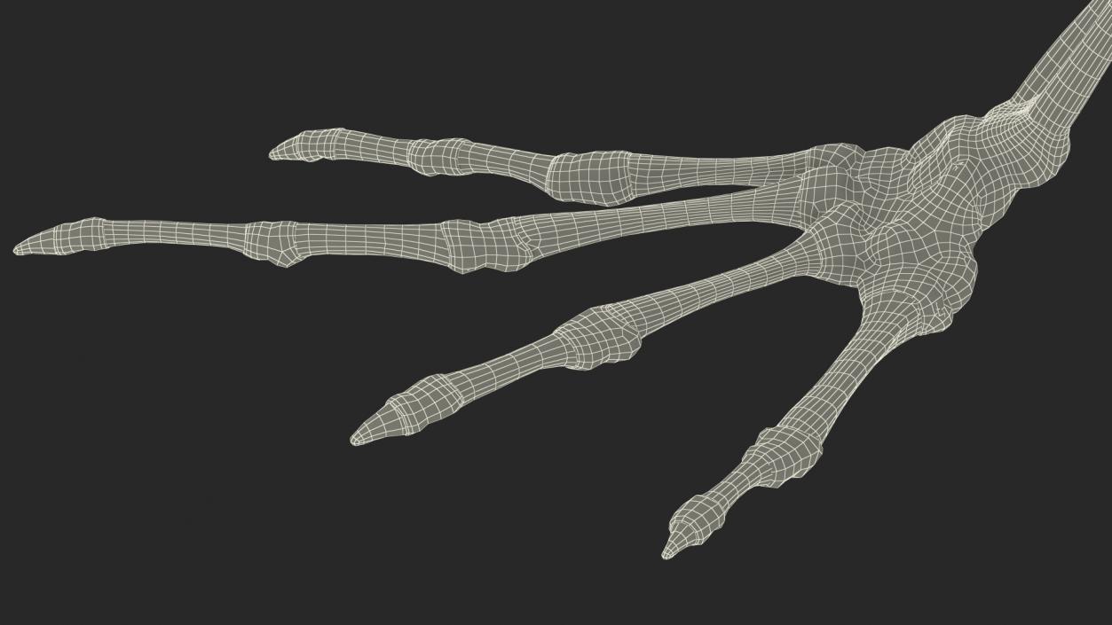 3D Frog Skeleton model