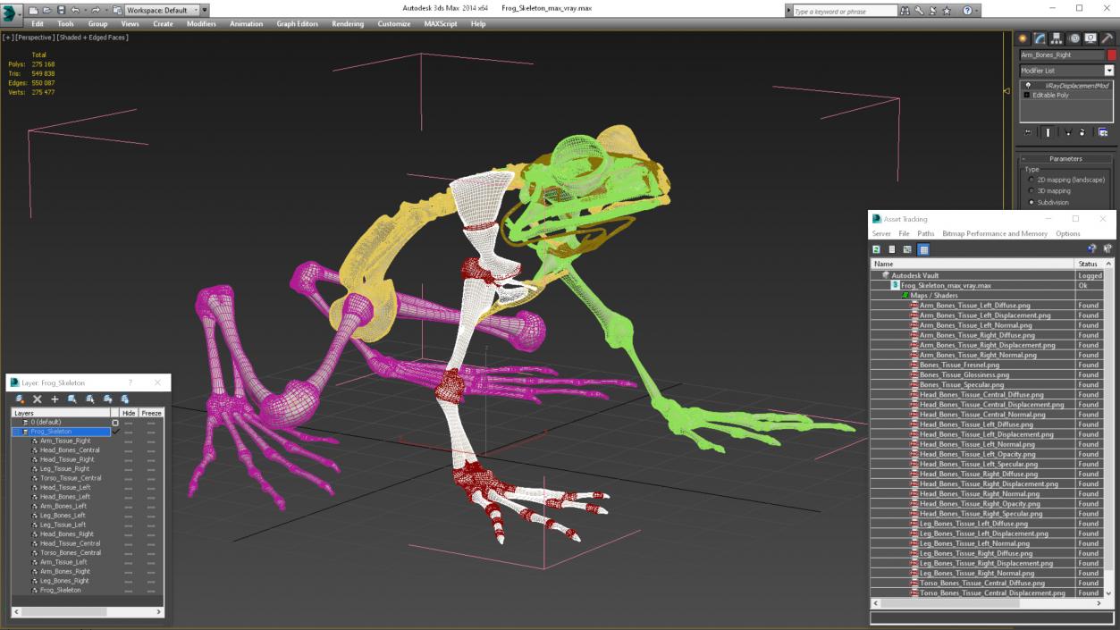 3D Frog Skeleton model