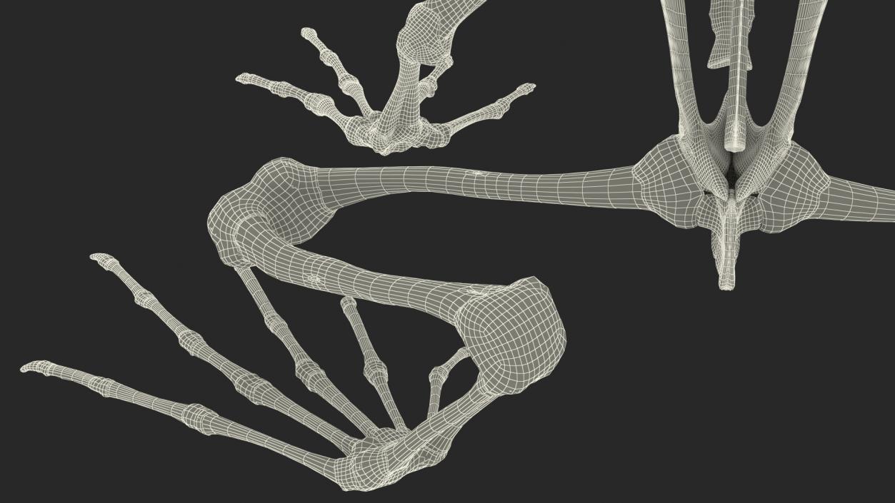 3D Frog Skeleton model