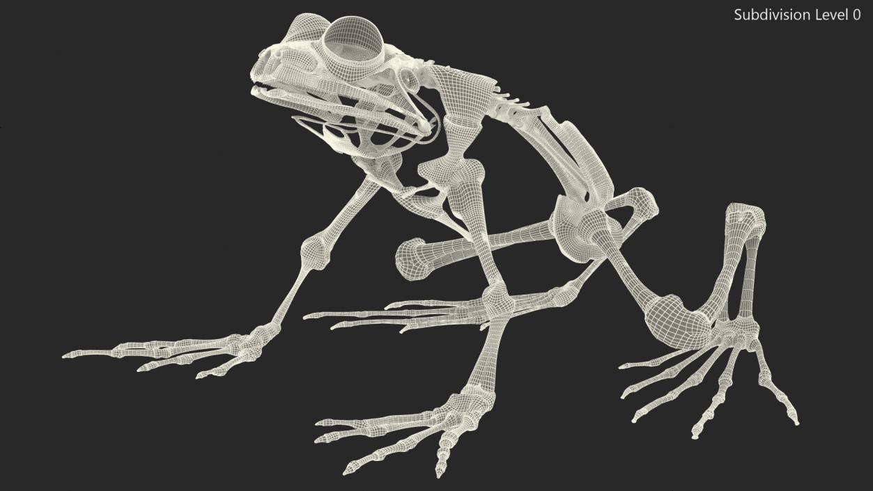 3D Frog Skeleton model