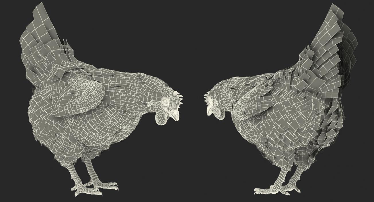 3D model White Chicken Eating Pose