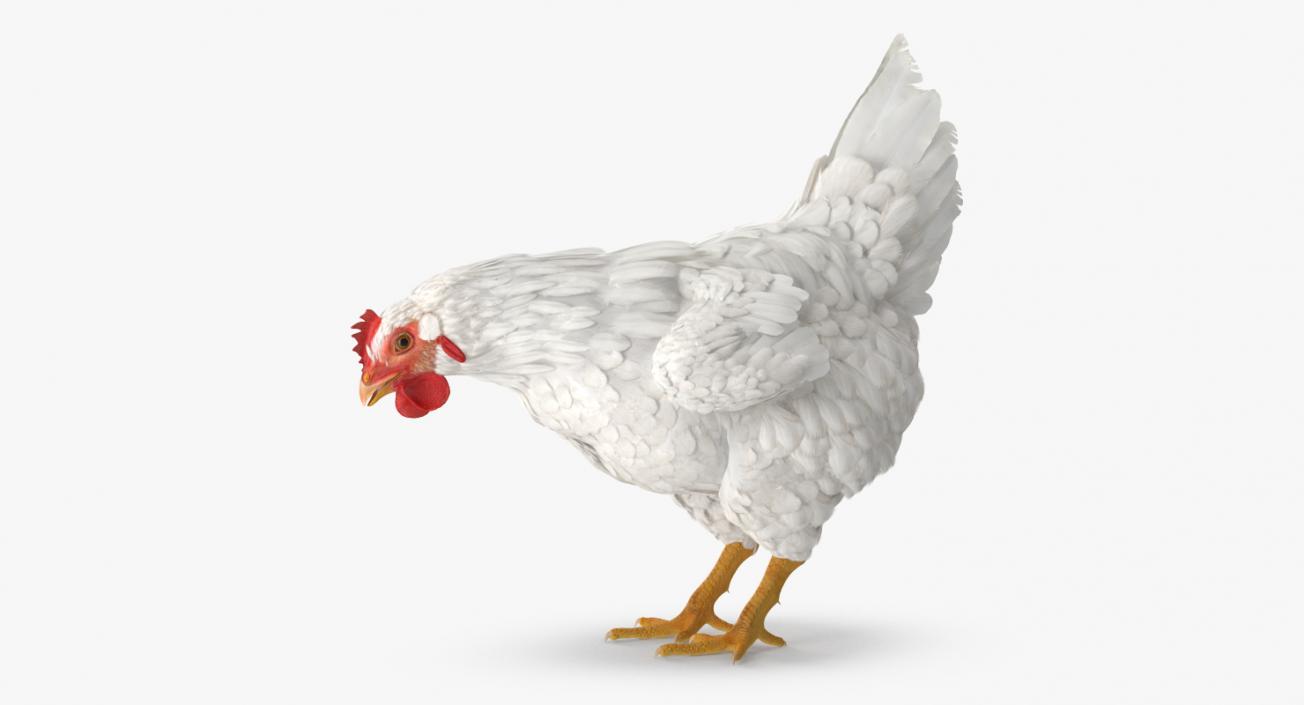 3D model White Chicken Eating Pose