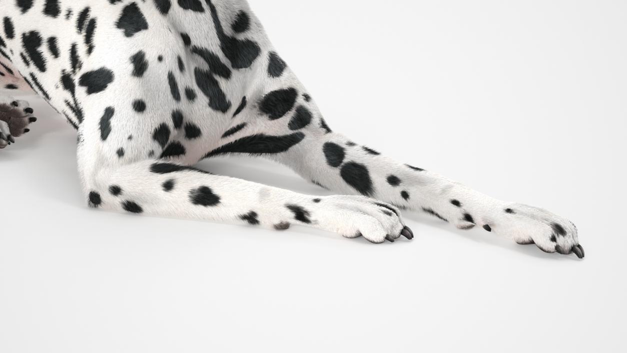 3D Spotted Lying Dalmatian Dog Fur