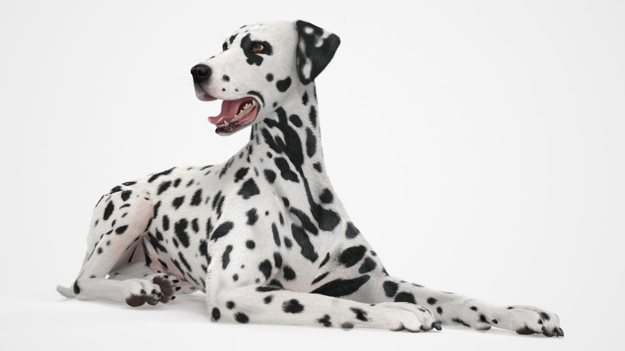 3D Spotted Lying Dalmatian Dog Fur