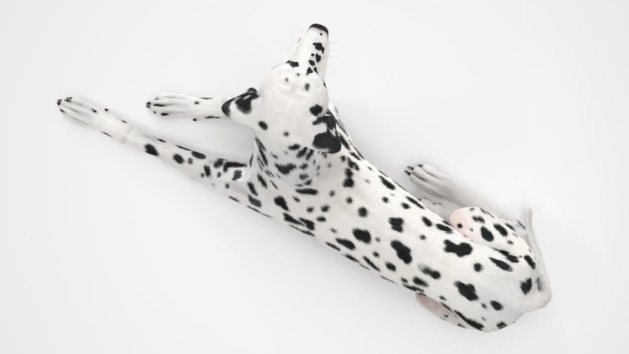 3D Spotted Lying Dalmatian Dog Fur