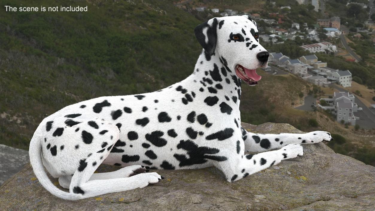 3D Spotted Lying Dalmatian Dog Fur