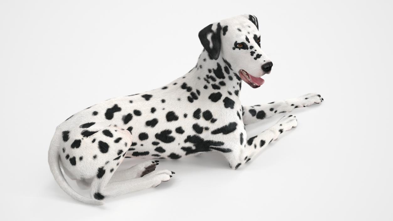 3D Spotted Lying Dalmatian Dog Fur