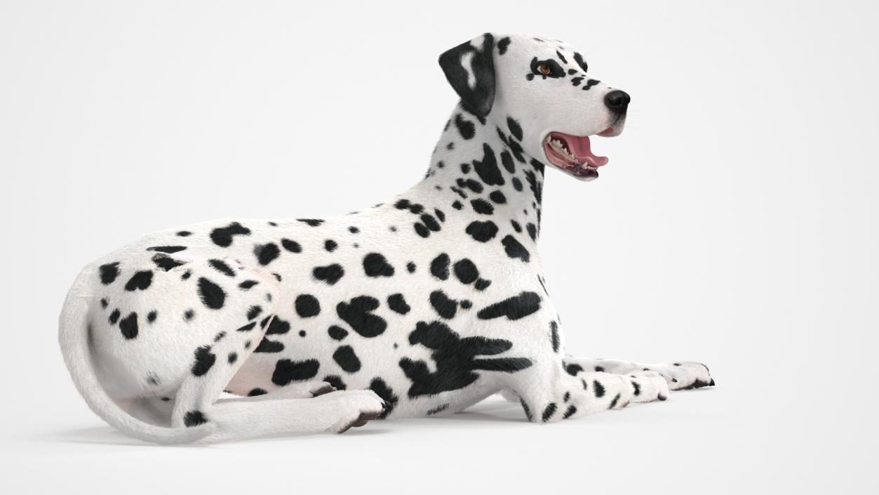 3D Spotted Lying Dalmatian Dog Fur