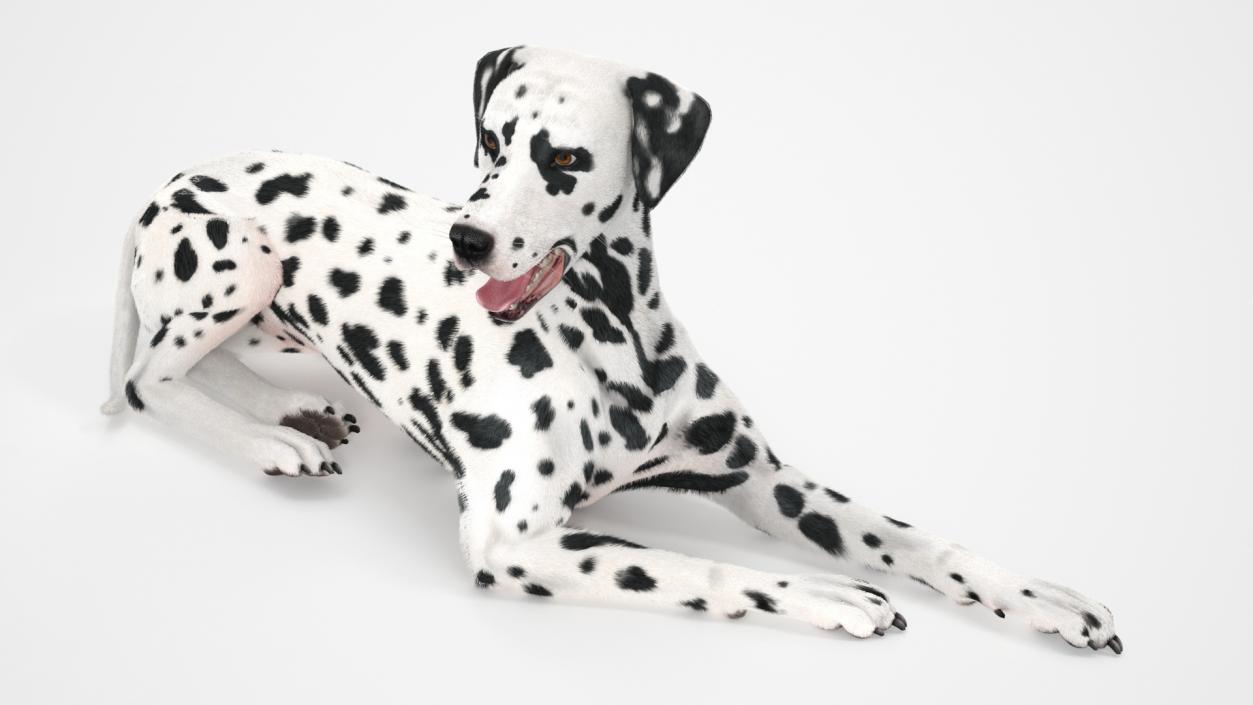 3D Spotted Lying Dalmatian Dog Fur