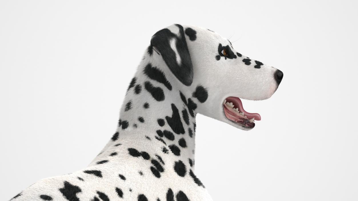 3D Spotted Lying Dalmatian Dog Fur