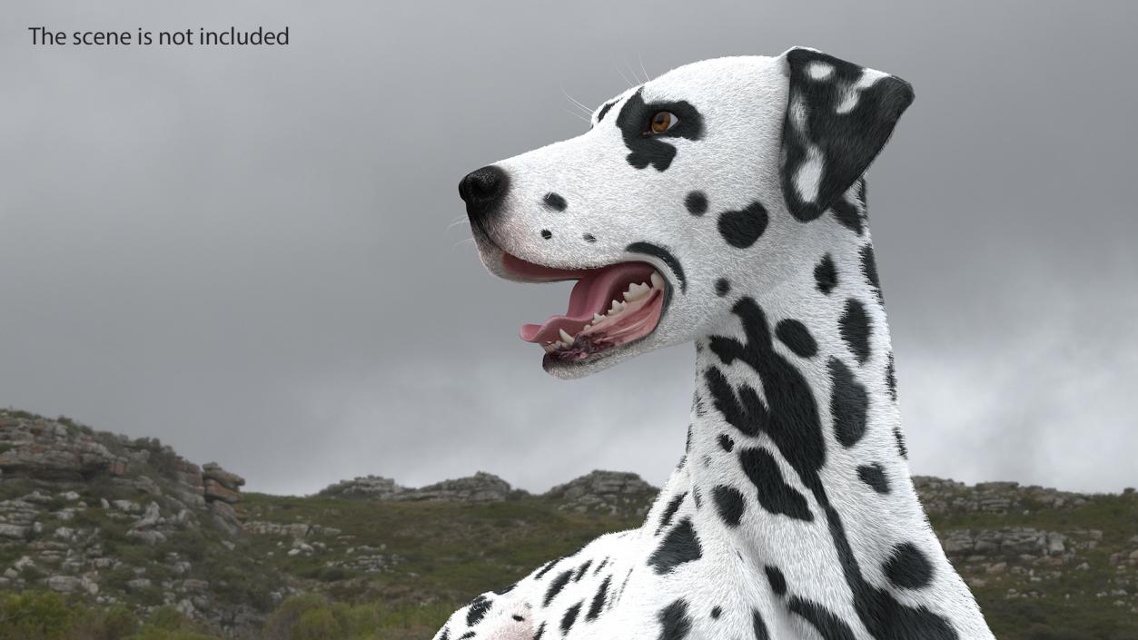 3D Spotted Lying Dalmatian Dog Fur