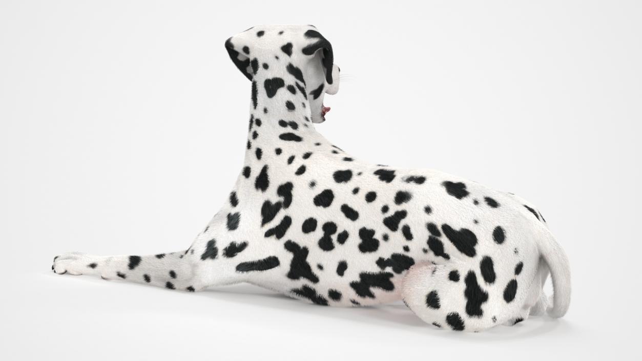 3D Spotted Lying Dalmatian Dog Fur