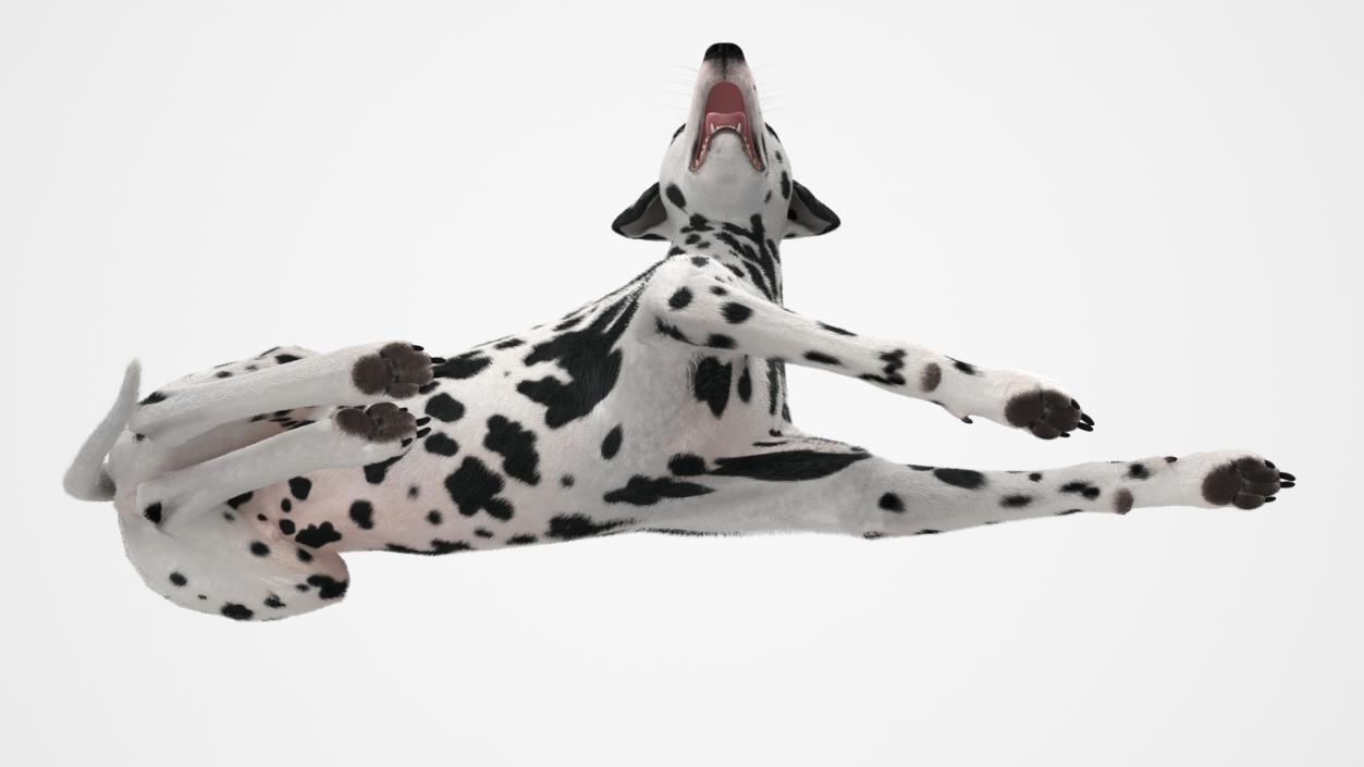 3D Spotted Lying Dalmatian Dog Fur