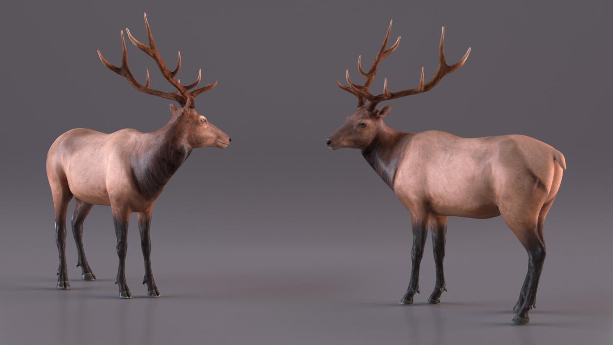 Elk Standing Pose 3D