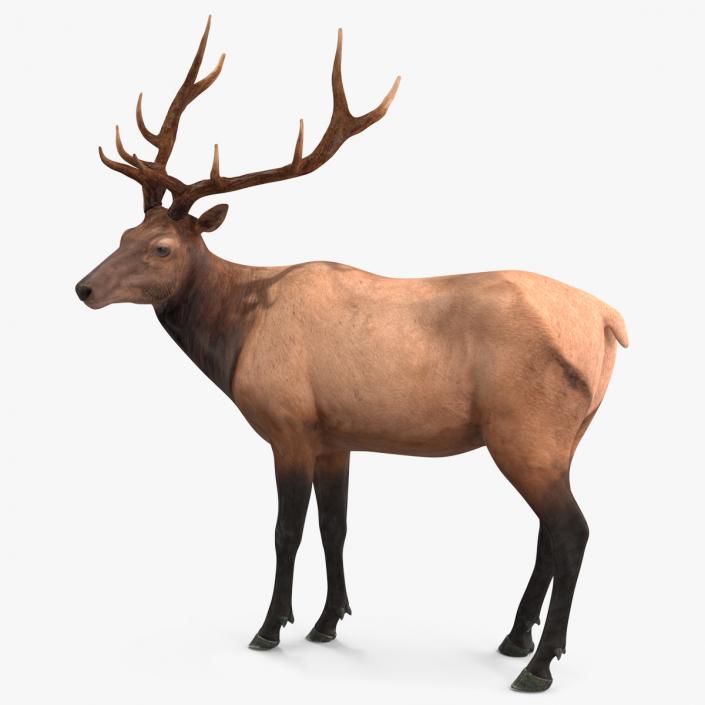 Elk Standing Pose 3D