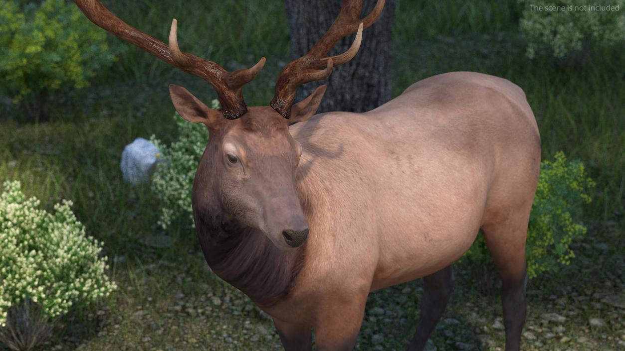 Elk Standing Pose 3D