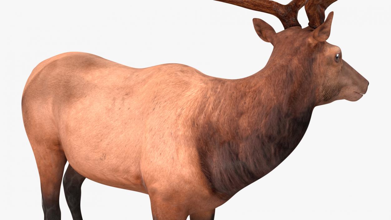 Elk Standing Pose 3D